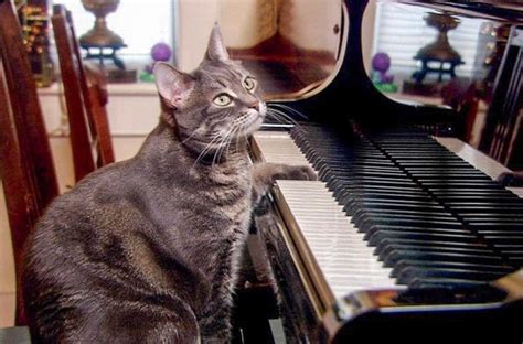 do cats enjoy music do they respond to specific notes